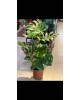 Monstera  (Deve tabanı bitkisi) Büyük Boy